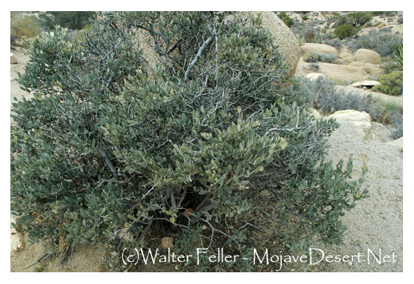 Jojoba bush, Mojave Desert, Joshua Tree
